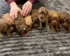 Cockapoo