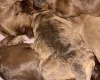 Cockapoo