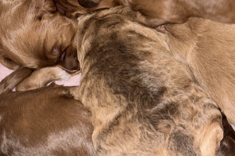 Cockapoo