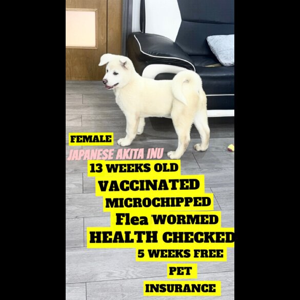 Japanese Akita Inu