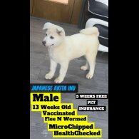Japanese Akita Inu