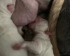 American Bulldog
