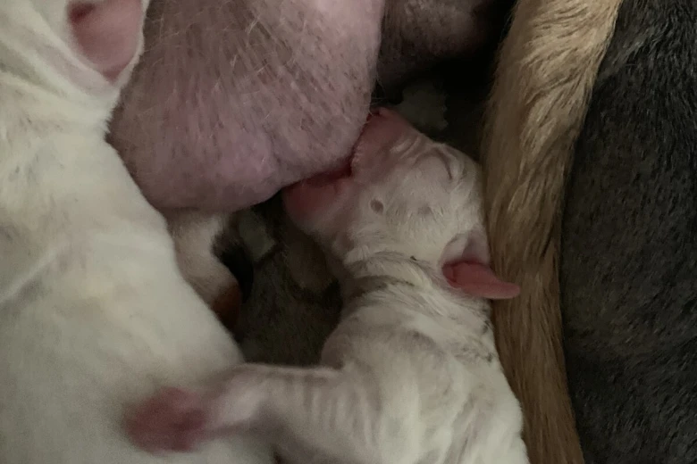 American Bulldog