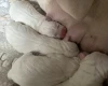 American Bulldog