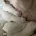 American Bulldog