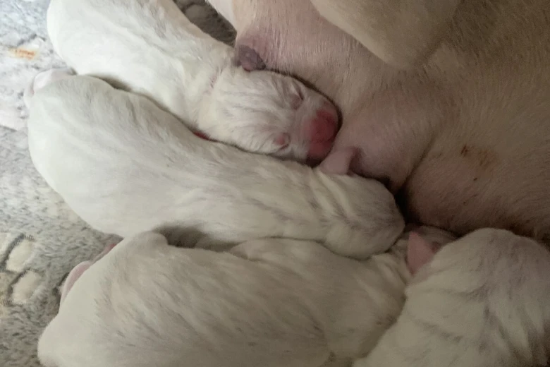 American Bulldog