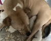 American Bulldog