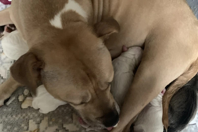American Bulldog