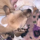 American Bulldog