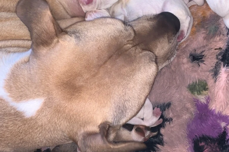 American Bulldog