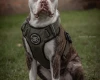 American Bulldog
