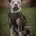 American Bulldog