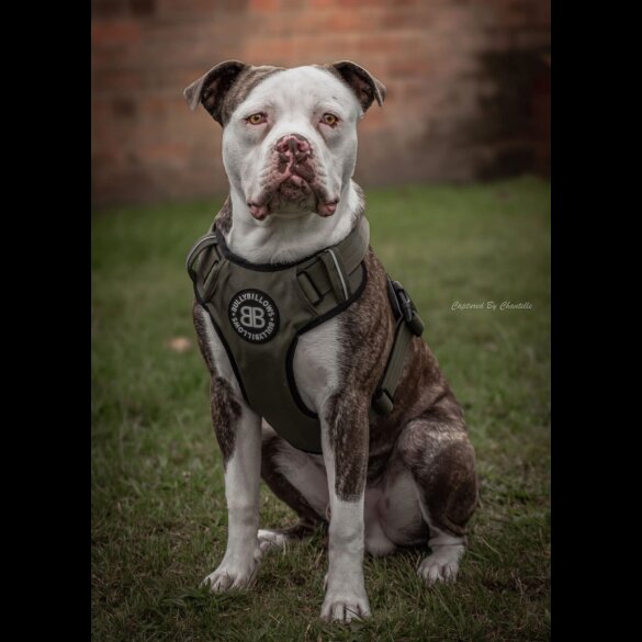 American Bulldog