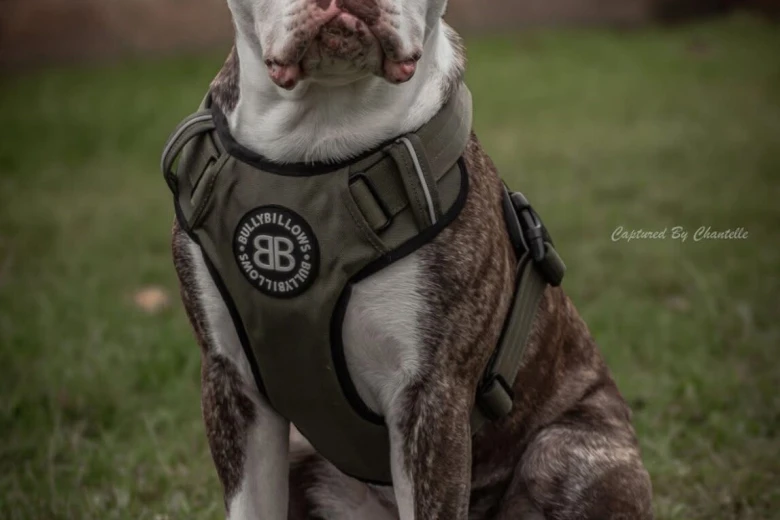 American Bulldog