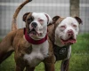 American Bulldog
