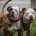 American Bulldog