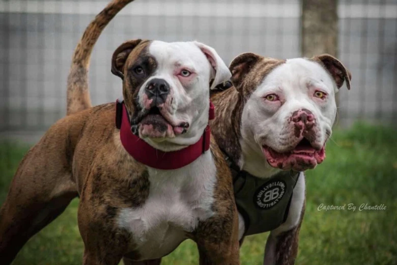 American Bulldog