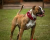 American Bulldog
