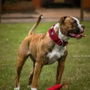 American Bulldog