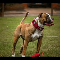American Bulldog