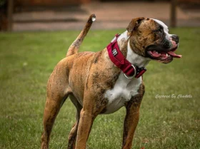 American Bulldog