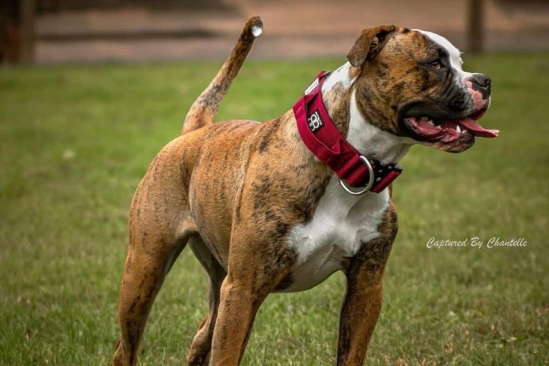American Bulldog