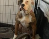 American Bulldog