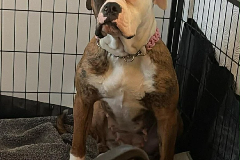 American Bulldog