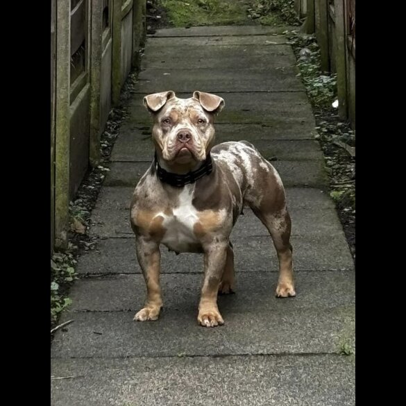 American Bulldog