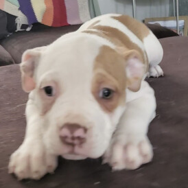 American Bulldog