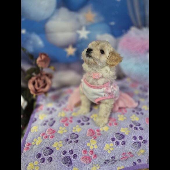 Maltipoo
