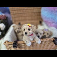 Maltipoo