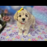 Maltipoo