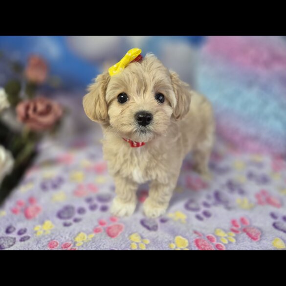 Maltipoo