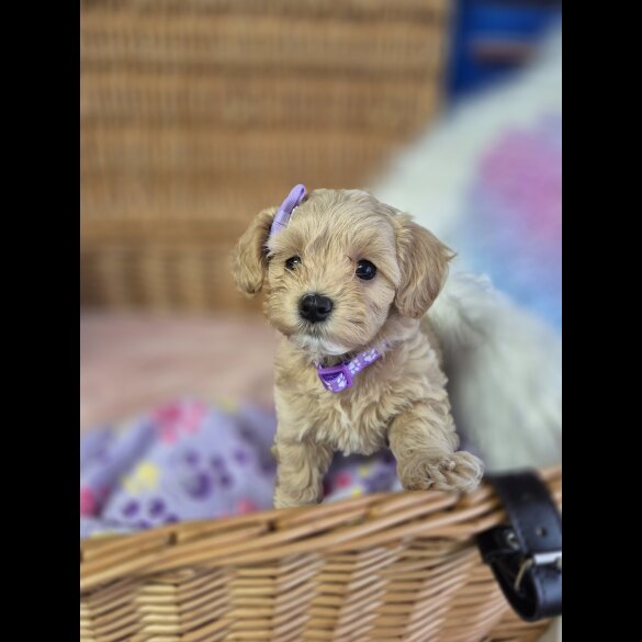 Maltipoo