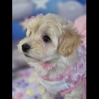 Maltipoo