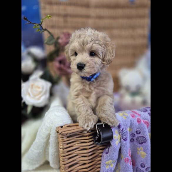 Maltipoo