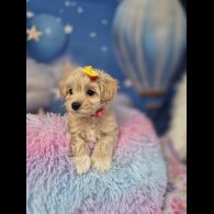 Maltipoo