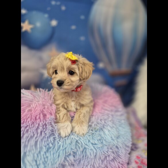 Maltipoo