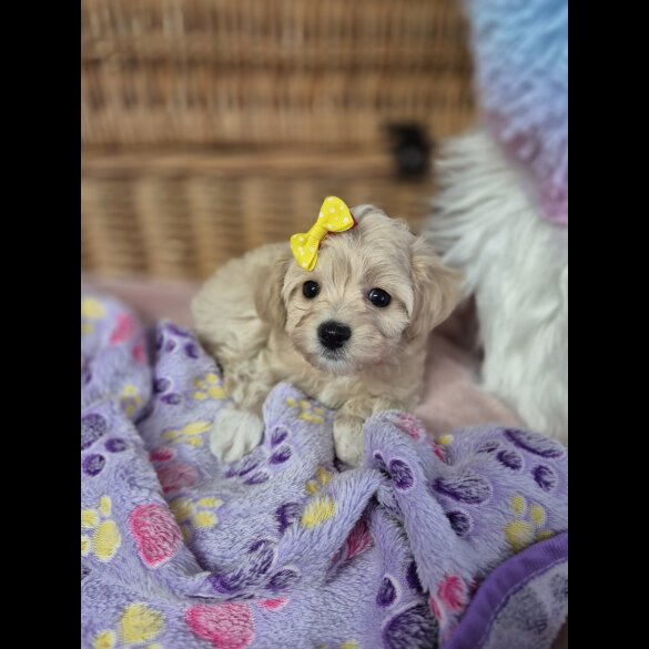 Maltipoo