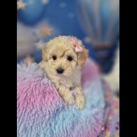 Maltipoo