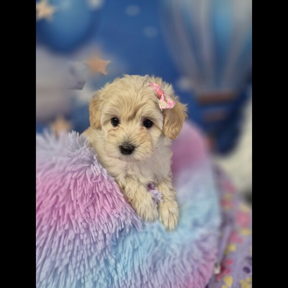 Maltipoo
