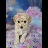Maltipoo