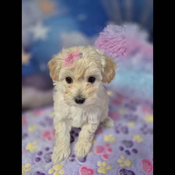 Maltipoo