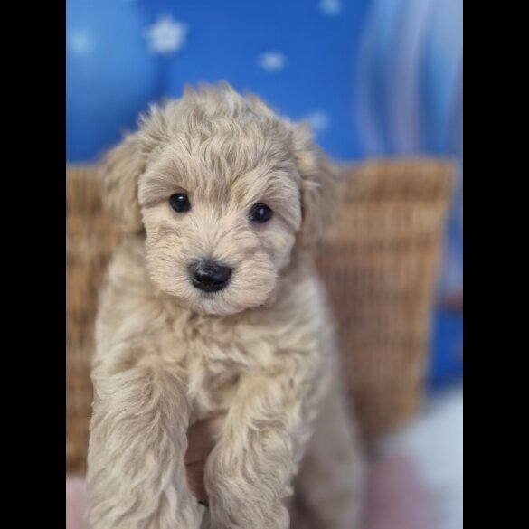 Maltipoo