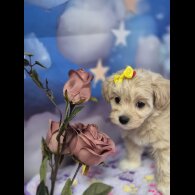 Maltipoo