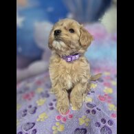 Maltipoo