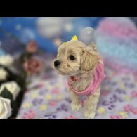 Maltipoo
