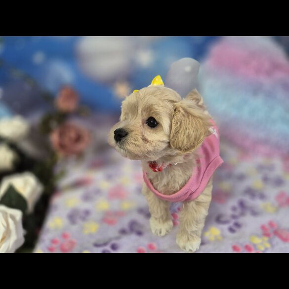 Maltipoo