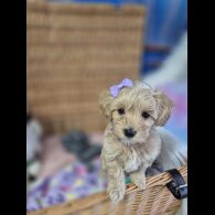 Maltipoo